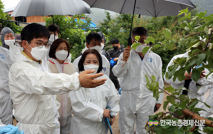 허태웅 농촌진흥청장이 3일 과수화상병 의심주가 신고된 경북 안동시의 한 과수농가를 찾아 상황을 보고 받고 현장을 살펴보고 있다. <사진=농촌진흥청 kenews.co.kr>