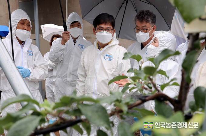 과수화상병 현장 점검하는 허태웅 농촌진흥청장! 허태웅 농촌진흥청장이 3일 과수화상병 의심주가 신고된 경북 안동시의 한 과수농가를 찾아 상황을 보고 받고 현장을 살펴보고 있다. <사진=농촌진흥청 kenews.co.kr>