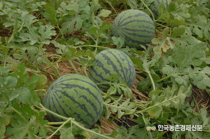 기존 관행재배. kenews.co.kr