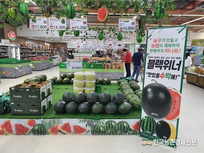 농협경제지주가 오는 7월중순까지 수도권 하나로마트와 롯데마트에서 고당도 흑피수박 신품종인 '블랙위너'를 선보인다. 농협 수원유통센터에 블랙위너 수박이 전시되어 있는 모습. kenews.co.kr