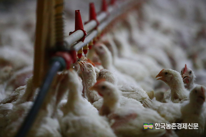 농촌진흥청 국립축산과학원 김시동 가금연구소장은 “계사 내 시설환경과 영양관리에 필요한 사항을 꼼꼼히 점검하여 폭염 피해를 최소화하는 것이 중요하다.”고 전했다. kenews.co.kr