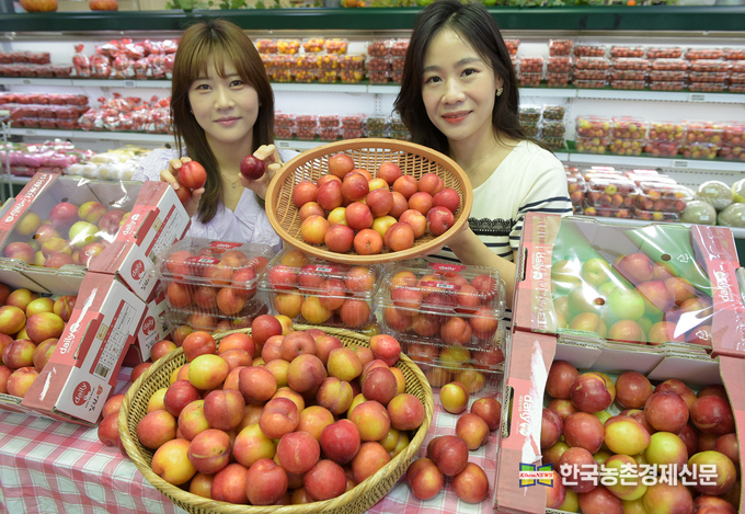 6월 24일 농협 하나로마트 양재점(서울 서초구 소재)에서 모델들이 경북 김천지역에서 출하된 ‘대석 자두’를 소개하고 있다. 하나로마트 양재점에서는 8,300원(1팩/800g), 14,900원(1박스/2kg) 두 가지 포장으로 ‘대석 자두’를 판매한다. <사진= 농협유통 kenews.co.kr>