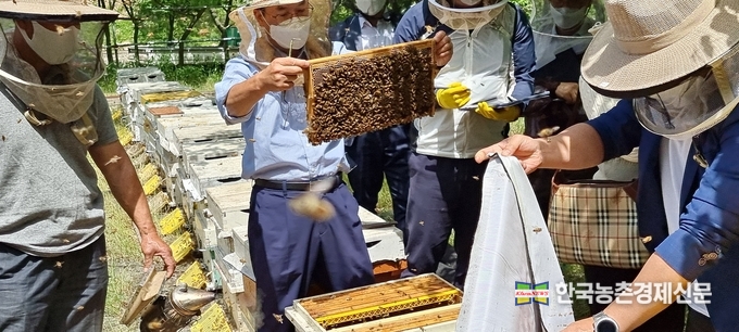 농촌진흥청(청장 허태웅)은 기후변화 등으로 화분매개곤충의 개체 수는 줄었으나 농작물에서 사용량은 크게 늘어났다고 밝혔다. 조사 결과, 우리나라에서 화분매개체를 이용한 작목 수는 2011년 19개에서 지난해 27개로 늘어났으며, 사용 봉군 수는 2011년 34.8만 봉군에서 지난해 61.5만 봉군으로 크게 증가했다. 사진은 벌꿀 생산량이 매년 빠른 속도로 감소하고 있는가운데, 농진청관계자들과 양봉협회 관계자들이 현지 작황조사를 벌이고 있는 모습이다. kenews.co.kr