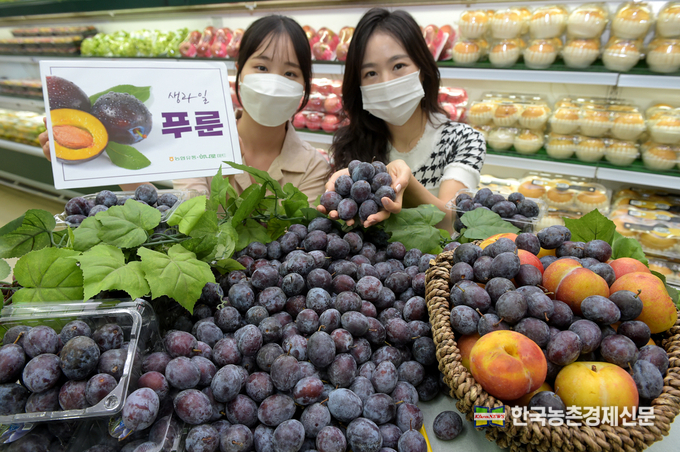 09월 01일 농협 하나로마트 양재점(서울 서초구 소재)에서 모델들이 이브의 과일로 불리는 ‘푸룬’을 선보이고 있다. <사진= 농협유통 kenews.co.kr>