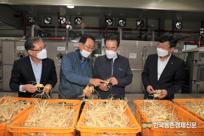 농협중앙회 이성희 회장과 김포파주인삼농협 조재열 조합장이 8일 경기도 김포시에 위치한 인삼유통센터에서 수확된 인삼을 살펴보고 있다. 나남길 kenews.co.kr