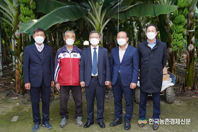 농촌진흥청 김두호 차장이 21일 전남 해남의 아열대작물(바나나) 재배 현장을 찾아 국내 아열대 작물의 안정적 재배와 고품질 생산을 위한 연구 및 영농기술보급을 위해 노력하겠다고 밝혔다.<사진= 농촌진흥청 kenews.co.kr>