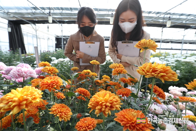 전북 완주군 이서면 농촌진흥청 국립원예특작과학원 화훼 온실에서 국화 평가회가 열린 가운데 연구원들이 새로 육성한 품종의 생육 상황을 확인하고 있다. 올해 개발한 꽃다발용 국화는 크기가 다양하고 재배가 쉬운 장점이 있다.<사진=농촌진흥청 kenews.co.kr>