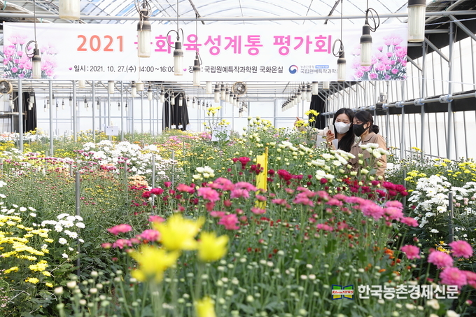 전북 완주군 이서면 농촌진흥청 국립원예특작과학원 화훼 온실에서 국화 평가회가 열린 가운데 연구원들이 새로 육성한 품종의 생육 상황을 확인하고 있다. 올해 개발한 꽃다발용 국화는 크기가 다양하고 재배가 쉬운 장점이 있다.<사진=농촌진흥청 kenews.co.kr>