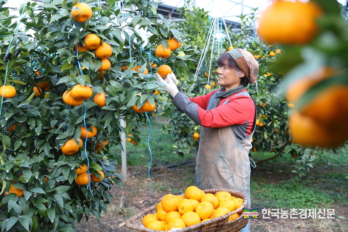 7일 제주시 애월읍의 한 감귤 농장에서 농민이 농촌진흥청 국립원예특작과학원이 개발한 국산 만감류 ‘윈터프린스’를 수확하고 있다. kenews.co.kr