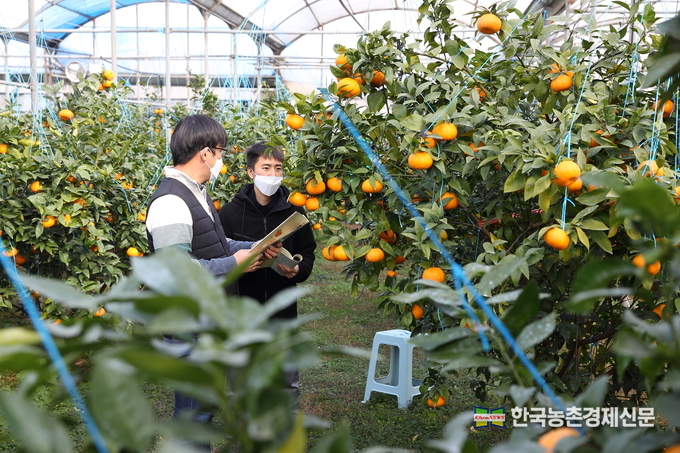 7일 제주시 애월읍의 한 감귤 농장에서 농촌진흥청 국립원예특작과학원 연구원들이 국산 만감류 ‘윈터프린스’의 생육 상황을 살펴보고 있다. kenews.co.kr