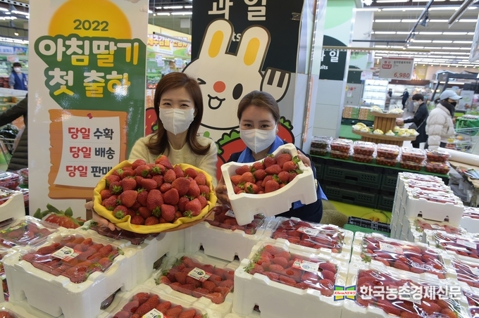 농협유통 농산사업부 관계자는 “하나로마트 양재점에서는 신선한 아침딸기를 4월 말까지 판매할 계획을 가지고 있다”며, “많은 고객님께서 당일 수확한 신선한 딸기를 하나로마트에서 만나볼 수 있는 좋은 기회를 접하시길 바란다"라고 했다. <사진= 농협유통 kenews.co.kr>