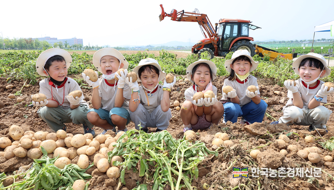 일 년 중 낮이 가장 길고 밤이 가장 짧다는 절기상 하지인 21일 전북 완주군 농촌진흥청 국립식량과학원 전시포에서 관내 유치원 어린이들이 국립식량과학원에서 개발한 골든볼과 금나루 등 감자 수확체험 행사를 하고 있다. <사진=농촌진흥청 kenews.co.kr>