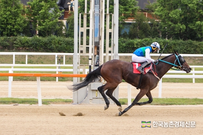 경남 밀양에서 경주마목장을 운영 하고 있는 손병철 마주(61)가 국내 최초 암말 삼관마를 탄생시키며 경주마 생산업계 관심이 집중되고 있다. 지금까지 제주에 있는 경주마 목장들이 독식해 오던 경주마 생산 산업이 내륙에서도 성장할 가능성을 높였기 때문이다. kenews.co.kr