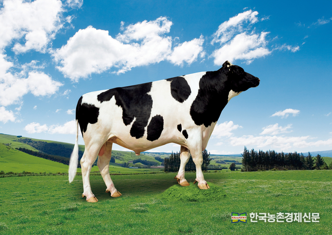 농촌진흥청 국립축산과학원은 최근 가축개량협의회 젖소분과위원회를 열고 한국형 젖소 보증씨수소 ‘킹덤(H-690)’과 ‘볼케이노(H-693/사진)’를 선발했다고 밝혔다. kenews.co.kr