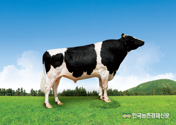 농촌진흥청 국립축산과학원은 최근 가축개량협의회 젖소분과위원회를 열고 한국형 젖소 보증씨수소 ‘킹덤(H-690/사진)’과 ‘볼케이노(H-693)’를 선발했다고 밝혔다. kenews.co.kr