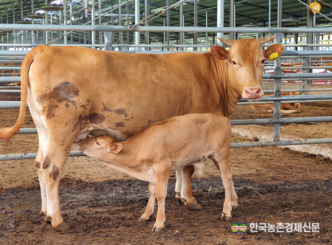 농촌진흥청(청장 조재호)은 여름철 고온 스트레스로 인한 한우 번식 암소의 생리적 변화를 밝히고, 더위 피해를 최소화하기 위한 관리 방법을 제시했다. kenews.co.kr
