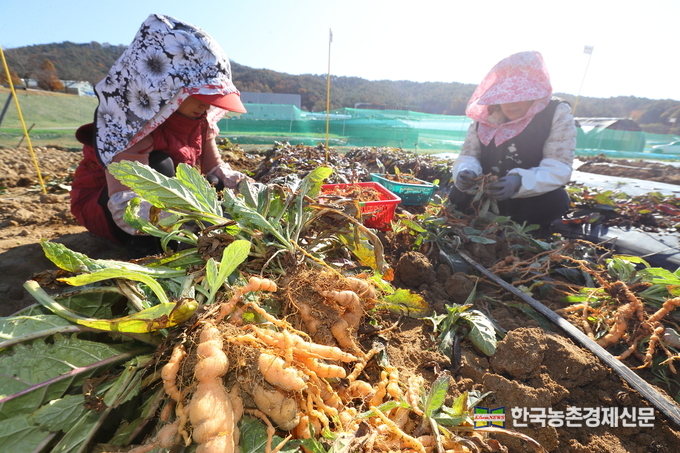 농촌진흥청 국립원예특작과학원 약용작물과 윤영호 과장은 “약용작물은 다른 작물에 비해 적은 면적에서 재배하는 경우가 많기 때문에 지역특화를 통한 산업발전이 필요하다.”라며 “농업인과 산업체가 요구하는 품종을 개발하고, 안정적인 생산을 위한 재배 기술 개발에 힘쓰겠다.”라고 전했다. kenews.co.kr