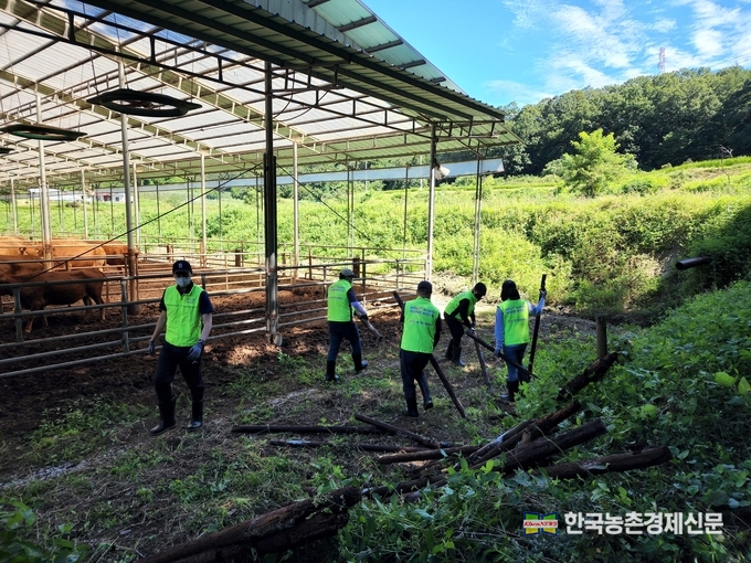 지난 2일 강원 횡성군 수해 피해 축산농가를 방문한 농협경제지주 축산컨설팅부 임직원들이 농가 정비에 구슬땀을 흘리고 있다. kenews.co.kr