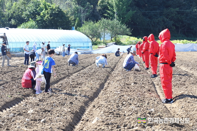 27일 충남 공주시 정안면 인삼 농가에서 농촌진흥청 국립원예특작과학원 주관으로 소비자와 함께하는 ‘케이(K)-인삼 청년 농업인 체험행사’에서 소비자들이 인삼 수확 체험을 하고 있다.<사진=농촌진흥청 kenews.co.kr>