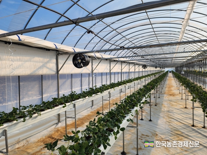 농협과 충남 천안시는 12일 천안시 소재 창업농가의 스마트팜시설에서 ‘스마트팜 합동 개소식’을 개최했고, 그 시설내부 모습이다. kenews.co.kr