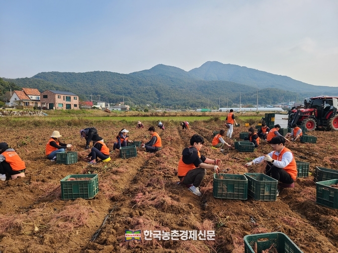 중앙그룹 계열사와 농협 임직원들은 18일 인천 강화군에서 농촌일손돕기를 실시했다. kenews.co.kr