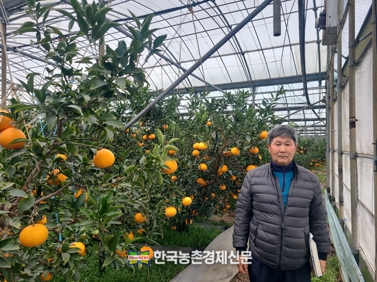 감귤품평회 천혜향 금상 홍동표 씨(서귀포시 월평동) kenews.co.kr