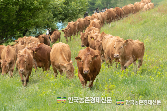 한우목장 자료사진. kenews.co.kr