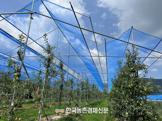 햇빛차단망을 설치한 과수원. kenews.co.kr