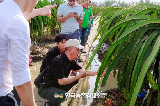 한국산 유기질비료를 사용한 베트남 경종농가(선인장 용과 재배)를 방문 확인하고 있다. kenews.co.kr