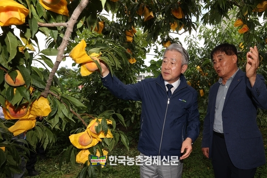 강호동 농협중앙회장(사진 왼쪽)이 8월 1일 강원 양양군 복숭아 농가를 방문하여 생육 동향을 점검하고 농가 애로사항을 청취했다.kenews.co.kr