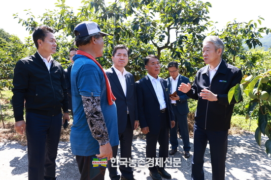 강호동 농협중앙회장(오른쪽)이 5일 경남 사천에 위치한 단감 재배농가를 방문하여 생육상황에 대한 의견을 나누고 있다. kenews.co.kr