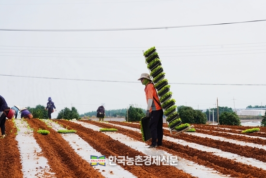 해남군 배추 주산지 산이면 들녘의 강병일 농가 모습이다. <사진= 해남군청 kenews.co.kr>