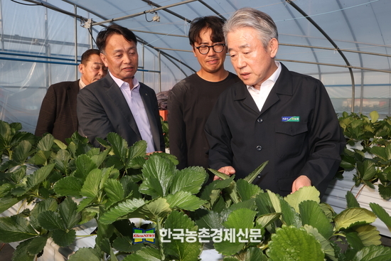 강호동 농협중앙회장(오른쪽)이 경남 진주 딸기 농가를 찾아 생육 현황을 점검하고 있다. 나남길 kenews.co.kr