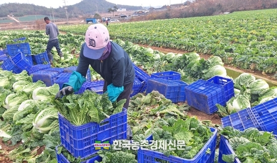 전라남도 해남군 포전의 배추 수확 현장. kenews.co.kr