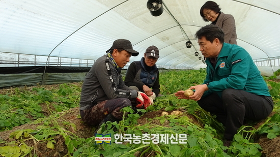 곽도연 농촌진흥청 국립식량과학원장(오른쪽 앞줄 첫번째)이 14일 전북 부안군 동진면 안성리 겨울 시설 감자 재배 농가를 방문해 농업인에게 최근 폭설과 한파로 인한 감자 냉해 피해 상황에 대한 설명을 듣고 있다.<사진=농촌진흥청 kenews.co.kr>