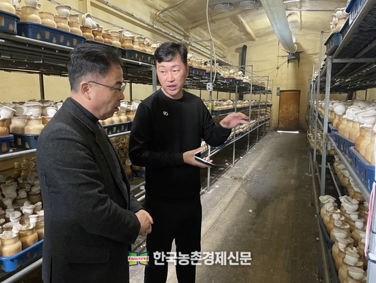 농촌진흥청 국립원예특작과학원 인삼특작부 박정관 부장이 '설원' 재배농가를 찾아 생육 상황을 살펴보고 있다. kenews.co.kr