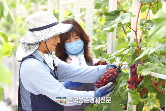 포도농장의 참고용 자료. kenews.co.kr