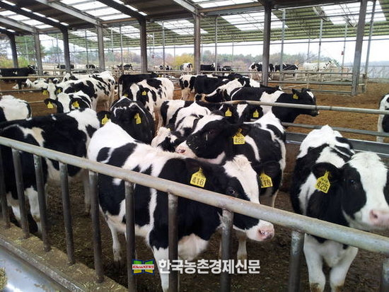 잘 관리되고 있는 젖소농장 본지 자료사진. kenews.co.kr