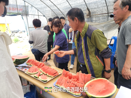 충남 우운식 농가에서 재배중인 겨울엔 수박 시식회 품평회장 모습. kenews.co.kr
