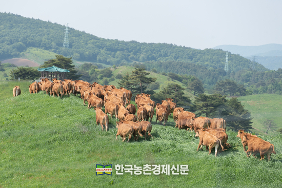 29일 강원도 평창군에 위치한 국립축산과학원 한우연구센터의 한우 200여 마리가 겨우내 축사 생활을 마치고 초지에서 한가로이 풀을 뜯고 있다. <사진=농촌진흥청 kenews.co.kr>