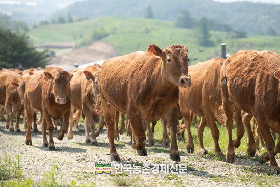 29일 강원도 평창군에 위치한 국립축산과학원 한우연구센터의 한우 200여 마리가 겨우내 축사 생활을 마치고 초지를 향해 달려가고 있다. <사진=농촌진흥청 kenews.co.kr>
