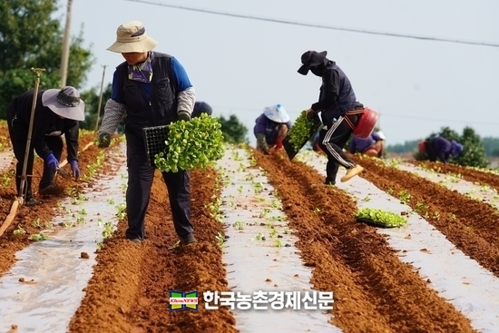농촌 일손 부족이 심각하다. 파종과 모종 식재작업을 하고 있는 자료사진. kenews.co.kr