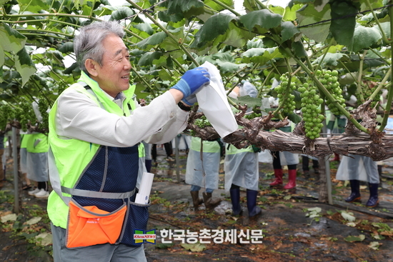 강호동 농협중앙회장이 봉사활동 중 포도 송이에 봉지를 씌우고 있다. kenews.co.kr