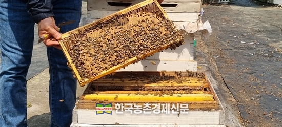 고품질 벌꿀을 생산하고 있는 국내 양봉농가 모습의 자료사진이다. kenews.co.kr