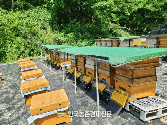 품질 높은 국내산 벌꿀을 생산하기 위해 양봉농가들은 한국양봉협회를 중심으로 새로운 기술과 정보를 공유하며 소위 일컫는 가짜꿀과 불량 수입꿀과의 보이지않는 전쟁을 하고 있다. 사진은 깔끔하고 청결하게 잘 유지관리되고 있는 국내의 한 양본농가의 모습으로 이해를 돕기 위한 본지 자료사진이다. kenews.co.kr