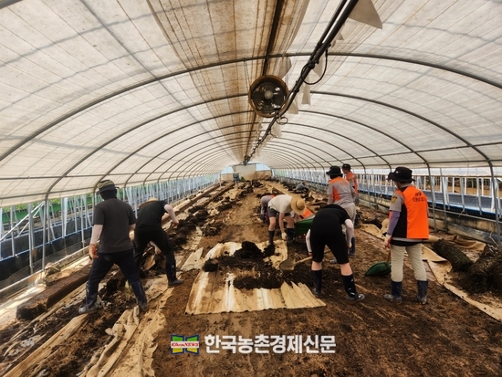 농업정책보험금융원 직원들이 당진시의 한 딸기농장에서 침수 피해 복구를 위한 작업을 하고 있다. <사진= 농금원 kenews.co.kr>