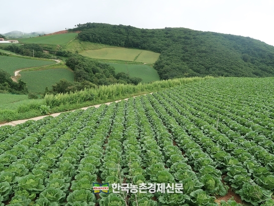 강원도 고랭지 배추밭. kenews.co.kr