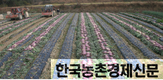 보라색 채소가 뜨고 있다!