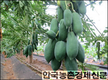 ‘파파야’제주 무가온 하우스재배 성공  