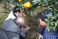 ‘한라봉’ 피해 속출...나무가 늙었나?  
